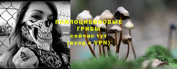 шишки Абаза